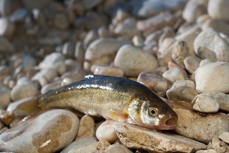 Prikancima s Mostarskog blata prijeti izumiranje