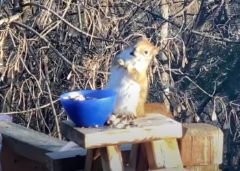 Vjeverica se napila jedući kruške