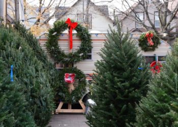 Želite da vam božićno drvce traje dulje? Evo korisnih savjeta!