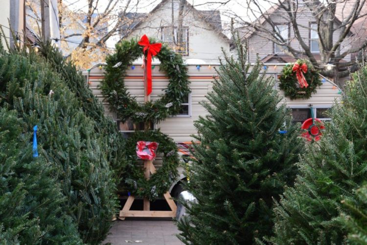 Želite da vam božićno drvce traje dulje? Evo korisnih savjeta!