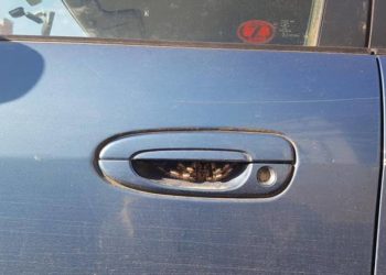 Vidite li uljeza na fotki? Žena zbog njega nije vozila 7 dana