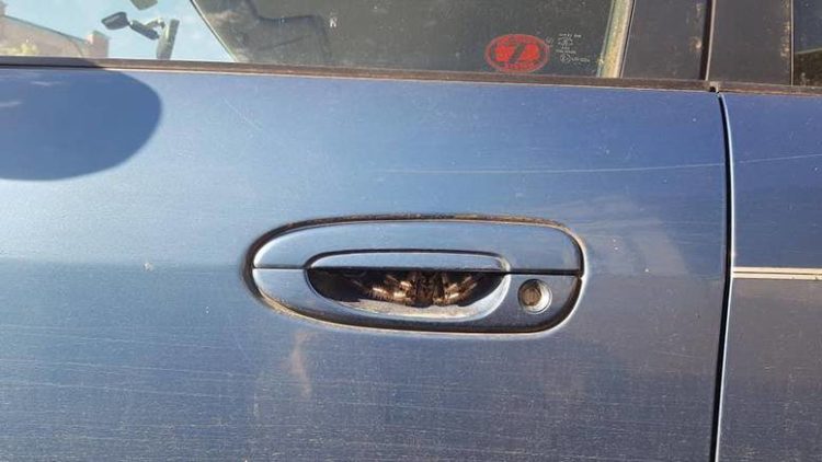 Vidite li uljeza na fotki? Žena zbog njega nije vozila 7 dana