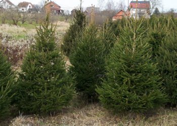 Ove sezone odaberite prirodno božićno drvce, a uz ove savjete nećete pogriješiti!
