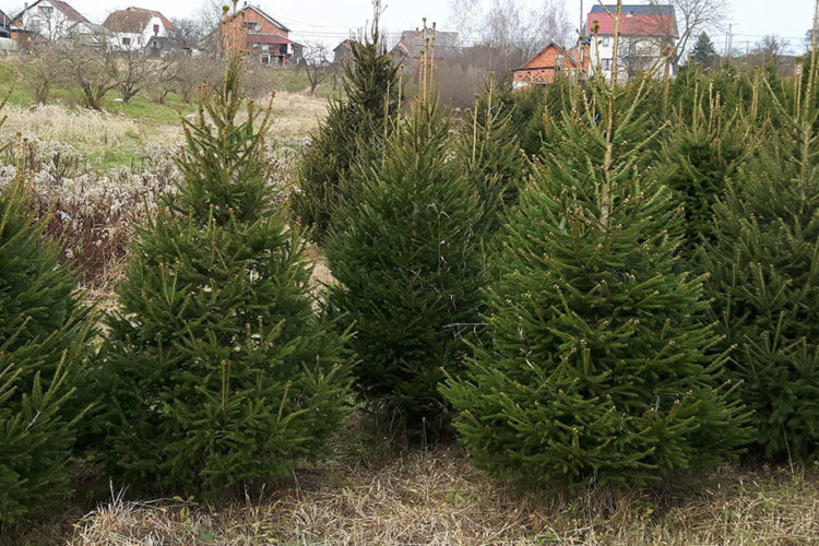 Ove sezone odaberite prirodno božićno drvce, a uz ove savjete nećete pogriješiti!