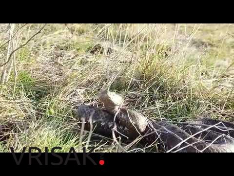 VIDEO/Snimao poskoka u Hercegovini u sred prosinca, ovaj ga napao