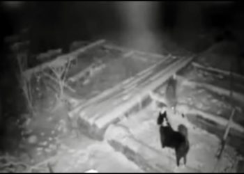 VIDEO: Vuk usmrtio pa otrgnuo psa s lanca