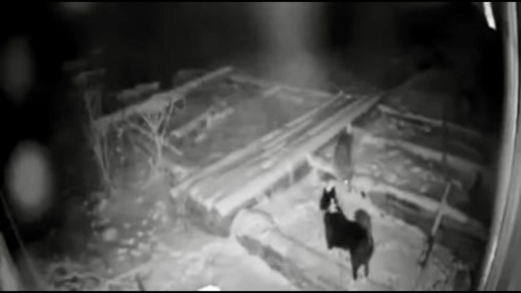 VIDEO: Vuk usmrtio pa otrgnuo psa s lanca