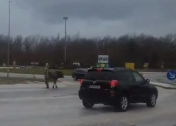 Kružnim tokom na Ričini prošetao bik!