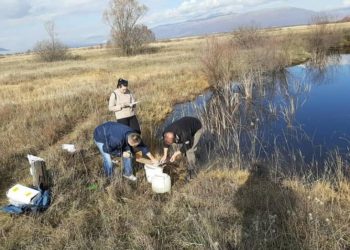 Sve manje autohtonih endemskih vrsta riba u Livanjskom polju i Buškom jezeru