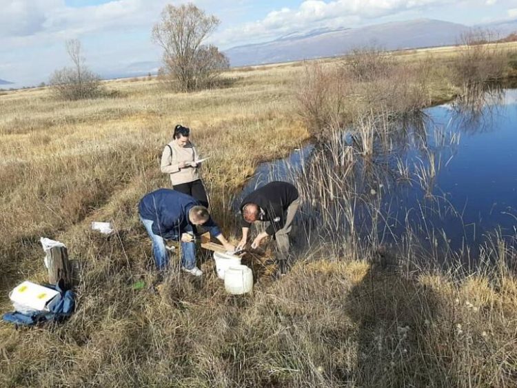 Sve manje autohtonih endemskih vrsta riba u Livanjskom polju i Buškom jezeru