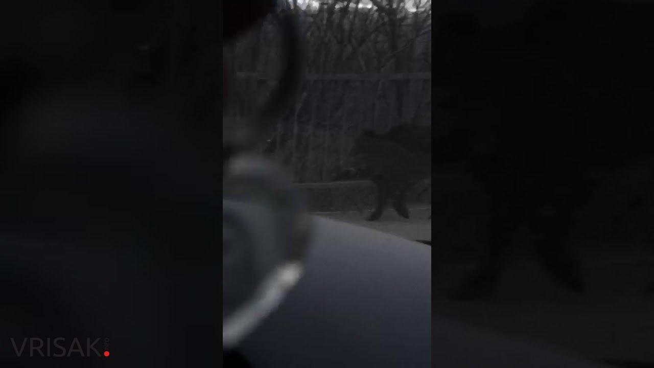 Divlja svinja slobodno šeta Širokim Brijegom