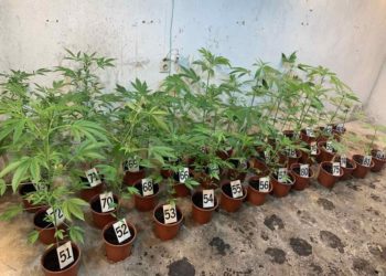 Dvojac u Mostaru uhićen s 85 stabljika marihuane u laboratoriju