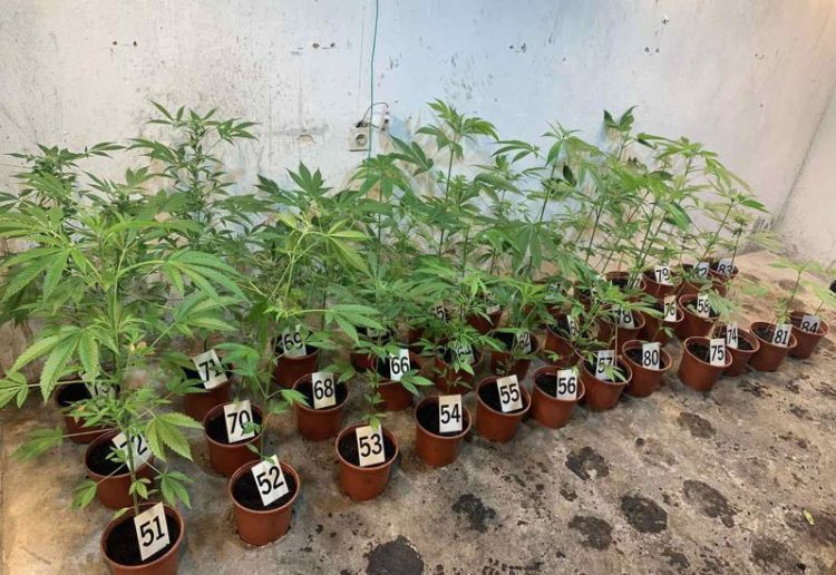 Dvojac u Mostaru uhićen s 85 stabljika marihuane u laboratoriju