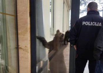 Video: Medvjedica s medvjedićima zalutala u Berane, pa završila tragično