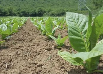 Hercegovina ubrala 227 tona duhana