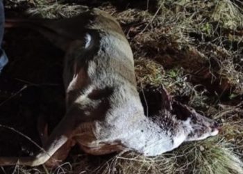 Krivolovci ubili dvije srne i pucali na ljude u vikendici