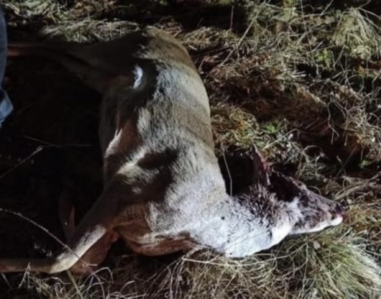 Krivolovci ubili dvije srne i pucali na ljude u vikendici