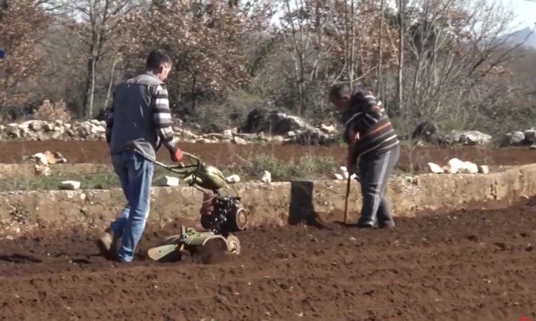Počela sadnja krumpira u Ljubuškom (Video)