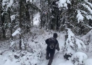 Optička iluzija podijelila svijet: Što vi vidite, psa ili čovjeka?