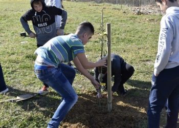U Ljubuškom učenici sadili masline
