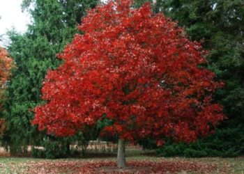 Posušje: 50 sadnica crvenog hrasta u sklopu projekta „Zeleni izazov 2021.“