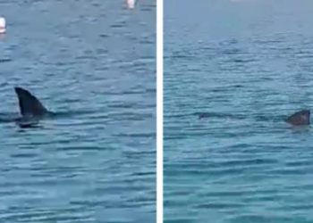 Video: Ogroman morski pas kružio pored plaže na Cresu