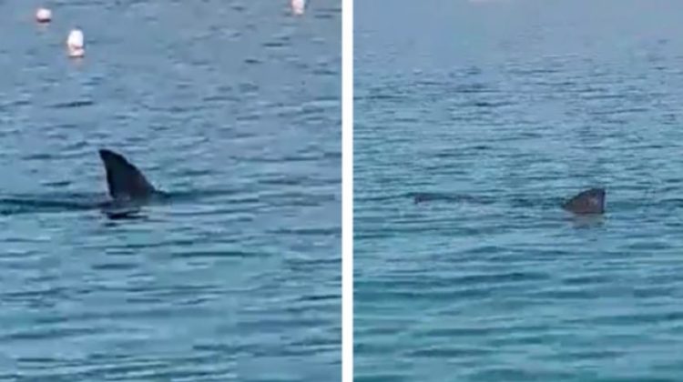 Video: Ogroman morski pas kružio pored plaže na Cresu
