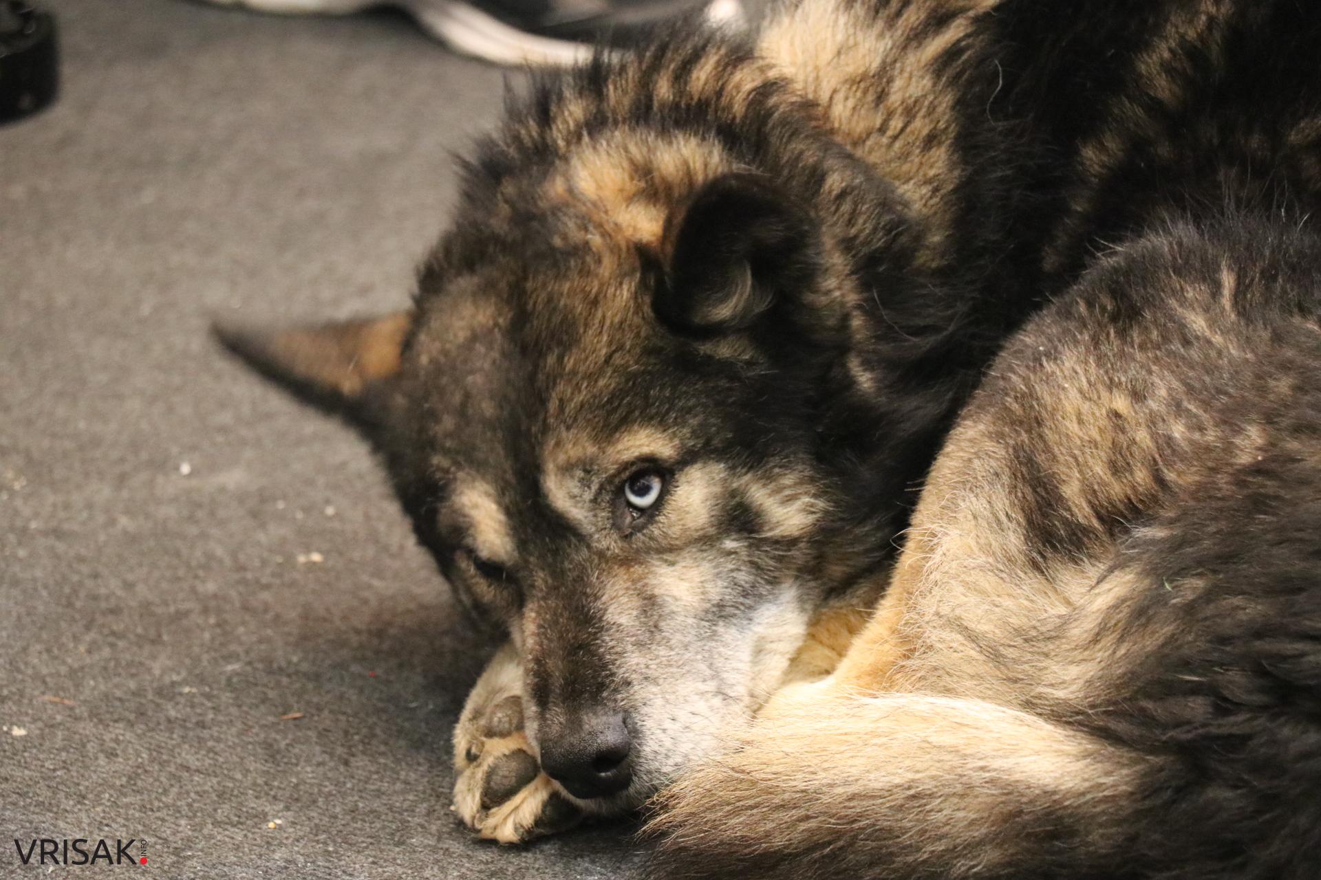 U Galeriji Vrba otvorena izložba likovne kolonije “Gostuša IV”