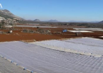 Ljubuški: Posađen krumpir na 350 hektara, hoćemo li ga i dalje uvoziti iz Egipta?