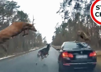 Video: Pogledajte kako je završio nevjerojatni bliski susret BMW-a i skupine jelena u trku!