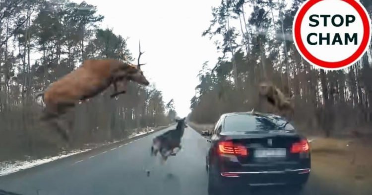 Video: Pogledajte kako je završio nevjerojatni bliski susret BMW-a i skupine jelena u trku!