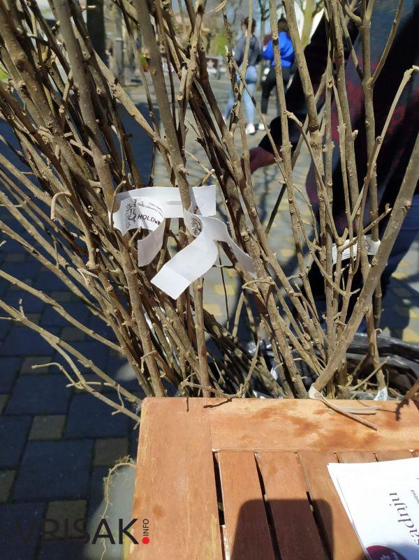 Održana akcija “Posadi svoj hlad” u Ljubuškom