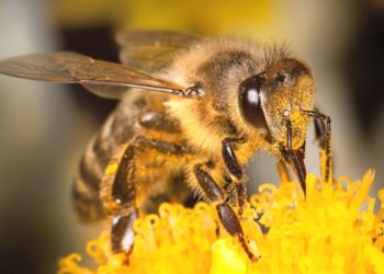 Obavijest pčelarima s područja Širokog Brijega