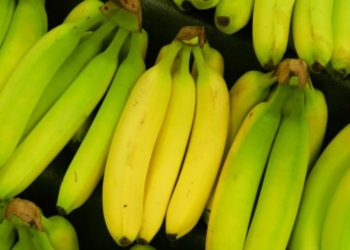 Tvrtka iz BiH naručila banane u kojima je bio kokain vrijedan 65 milijuna eura