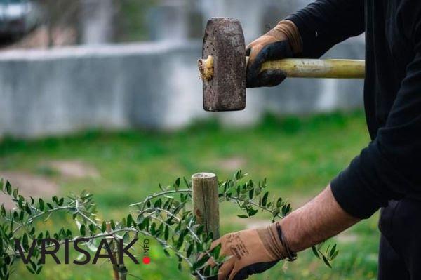 Udruga mladih Agape posadila 30 sadnica oko škole Crveni Grm