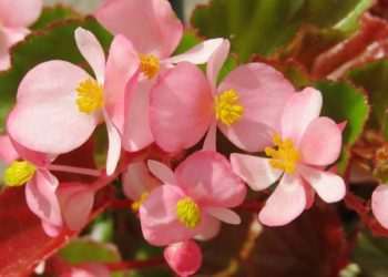 Cvijeće koje se sadi u proljeće