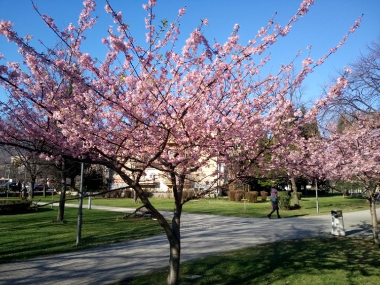 Mostar: Japanske trešnje- ukras Grada, izložen neprestanoj devastaciji