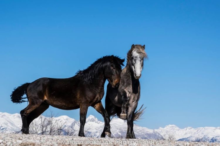 Divlji konji na Bilima na meti konjokradica