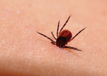 Oprez! Počela je sezona krpelja, evo kako se zaštititi