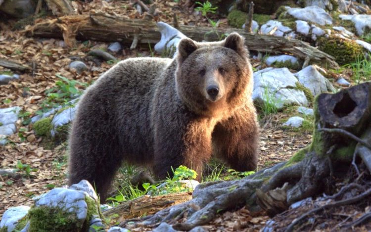 U Konjicu medvjed napao čobana