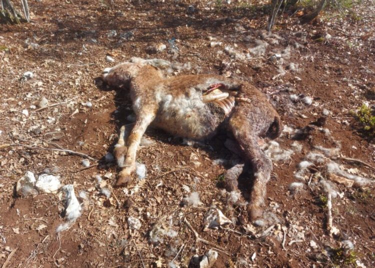 Ljubuški: Vukovi zaklali magarce u Gornjoj Vitini