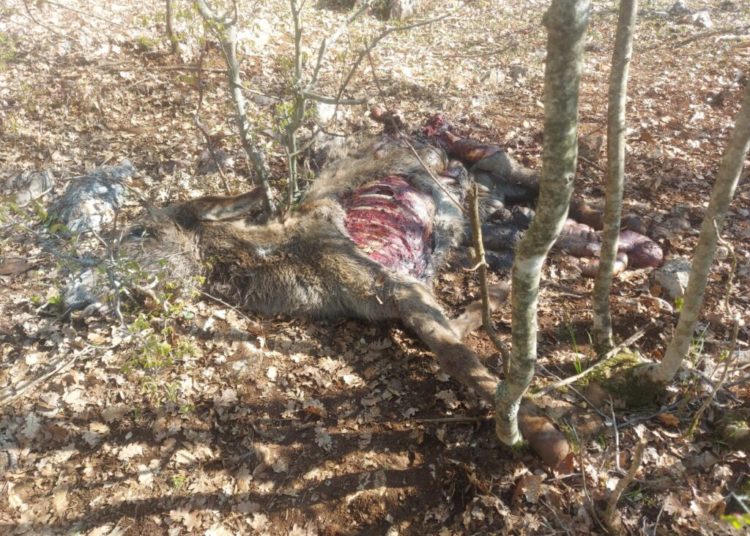 Ljubuški: Vukovi zaklali magarce u Gornjoj Vitini