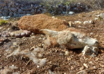 Ljubuški: Vukovi zaklali magarce u Gornjoj Vitini