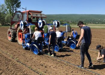 Hercegovina: Sadnja 2 milijuna sadnica rajčice i paprike, prinos iznad 3 tisuće tona