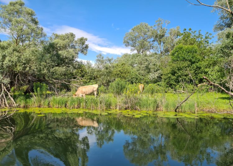 Hutovo blato – mjesto s najraskošnijom florom i faunom u Hercegovini