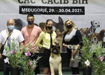 Mlada handlerica iz Posušja i njezin štenac američke akite ostvaruju vrhunske rezultate