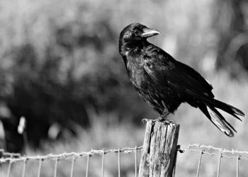 Vrane napadale djecu i prolaznike