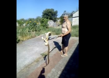 Ljubuški: U kuhinji pronašla ogromnu zmiju