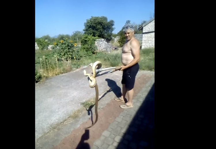 Ljubuški: U kuhinji pronašla ogromnu zmiju