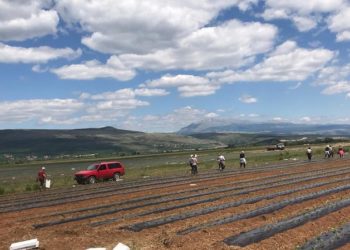 Najviše na Mostarskom blatu: U hercegovačku zemlju zasađeno milijun sadnica paprike